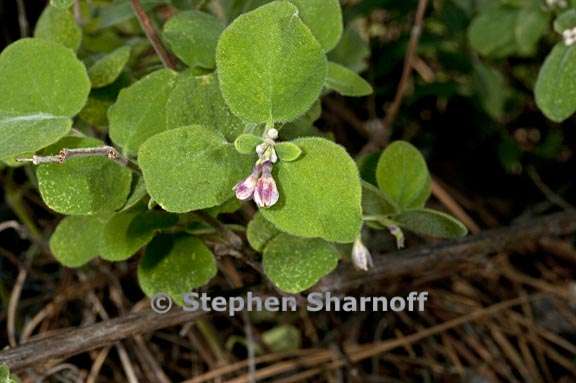 symphoricarpos mollis 5 graphic